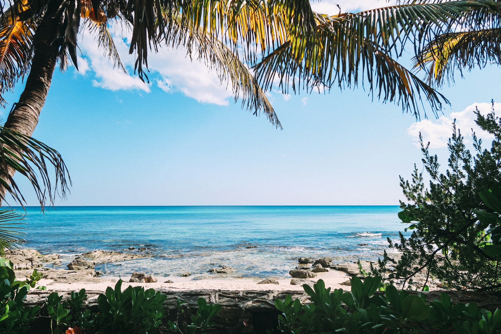 green palm trees near sea during daytime